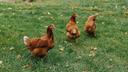 Chickens walking around on grass. Chickens walking around on grass.