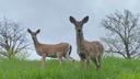 Two deer standing in grass Two deer standing in grass