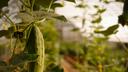 A plant growing at York Fresh Food Farm. A plant growing at York Fresh Food Farm.