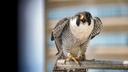 A peregrine falcon banded by the PA Game Commission perches on a branch. A peregrine falcon banded by the PA Game Commission perches on a branch.
