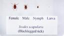 The life cycle of the black-legged tick. The life cycle of the black-legged tick.