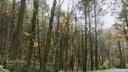 Rothrock State Forest in rural Huntingdon County, Pennsylvania. Rothrock State Forest in rural Huntingdon County, Pennsylvania.