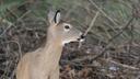 A deer in the woods A deer in the woods