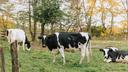 Three black and white cows in a field. Three black and white cows in a field.
