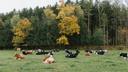 Brown and black cows lying down in a field. Brown and black cows lying down in a field.