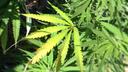 A cannabis plant. A cannabis plant.