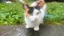 A photo of Callie, a semi-feral cat in Perry Township, who attacked the Biehl family because she had rabies. A photo of Callie, a semi-feral cat in Perry Township, who attacked the Biehl family because she had rabies.
