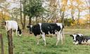 Three black and white cows in a field.