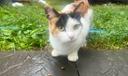 A photo of Callie, a semi-feral cat in Perry Township, who attacked the Biehl family because she had rabies.