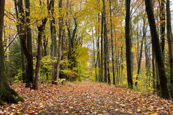 A wooded area near the border between Elk and Cameron Counties. A wooded area near the border between Elk and Cameron Counties.