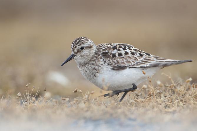 A Baird's sandpiper, one of over a dozen birds that breed in, migrate to, or visit Pennsylvania that could be getting a new name. A Baird's sandpiper, one of over a dozen birds that breed in, migrate to, or visit Pennsylvania that could be getting a new name.