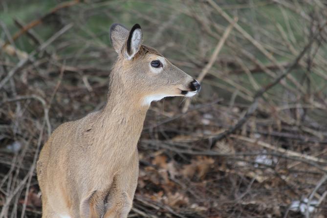 A deer in the woods A deer in the woods