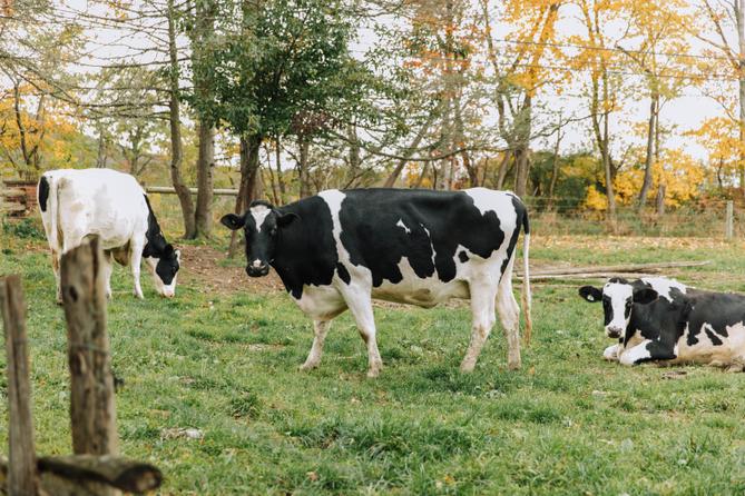 Three black and white cows in a field. Three black and white cows in a field.