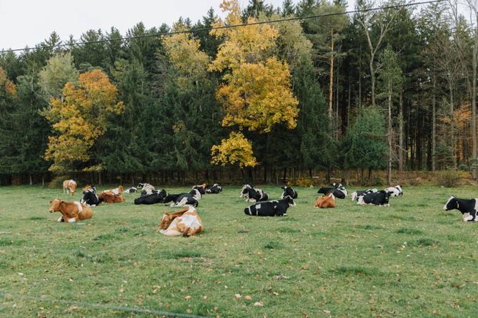 Brown and black cows lying down in a field. Brown and black cows lying down in a field.