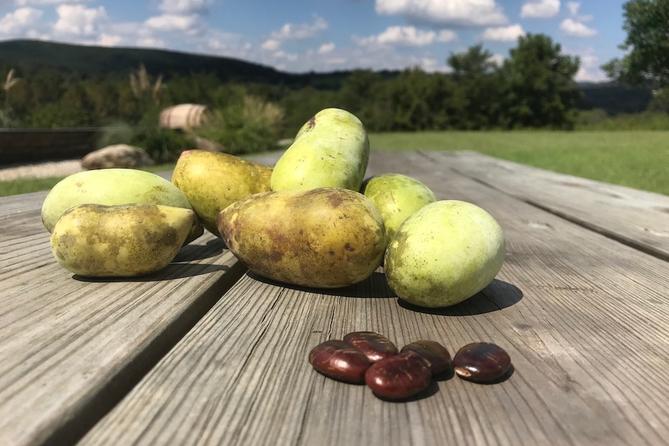 Pawpaw fruits and seeds on a table. Pawpaw fruits and seeds on a table.