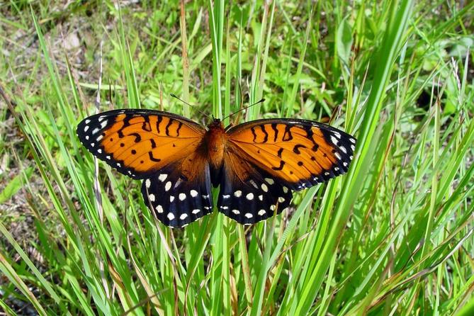 The regal fritillary butterfly. The regal fritillary butterfly.