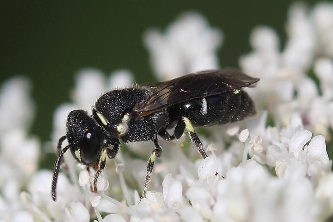 Hylaeus punctatus, a tiny black bee native to Europe that was recently spotted in Pennsylvania. Hylaeus punctatus, a tiny black bee native to Europe that was recently spotted in Pennsylvania.
