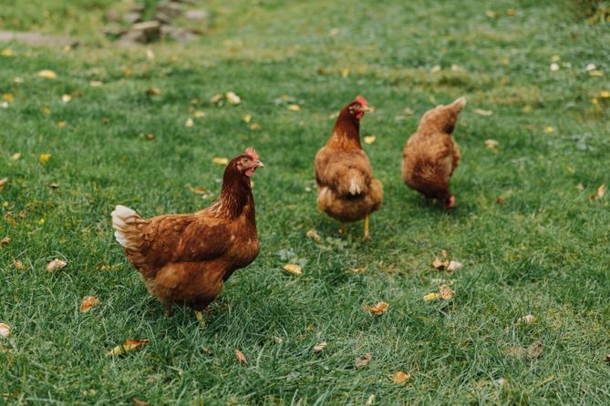 Chickens walking around on grass. Chickens walking around on grass.