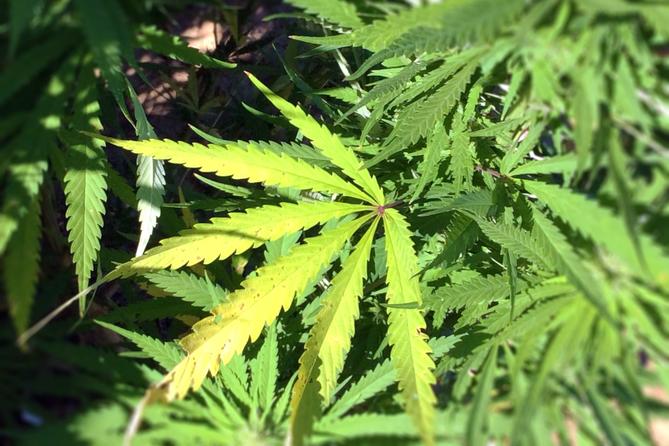 A cannabis plant. A cannabis plant.