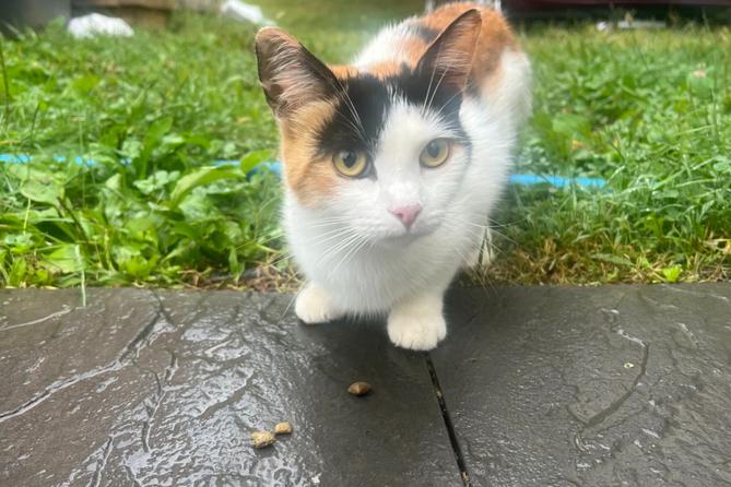 A photo of Callie, a semi-feral cat in Perry Township, who attacked the Biehl family because she had rabies. A photo of Callie, a semi-feral cat in Perry Township, who attacked the Biehl family because she had rabies.
