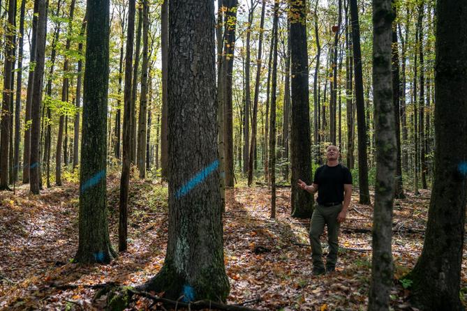 John Saf, vice president of Generations Forestry, walks among trees marked to be felled while speaking about forest health on a logging site in the Allegheny National Forest near Howe Township, Wednesday, Sept. 24, 2025. John Saf, vice president of Generations Forestry, walks among trees marked to be felled while speaking about forest health on a logging site in the Allegheny National Forest near Howe Township, Wednesday, Sept. 24, 2025.