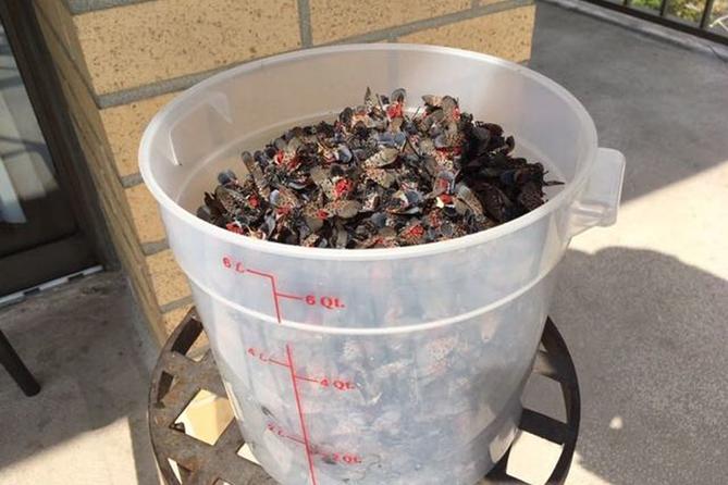Harriet Campbell's bucket of dead spotted lanternflies on her balcony in Plymouth Meeting, Pa. Photo Courtesy of Harriet Campbell Harriet Campbell's bucket of dead spotted lanternflies on her balcony in Plymouth Meeting, Pa. Photo Courtesy of Harriet Campbell