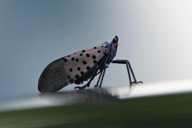 Kill-on-sight orders for the spotted lanternfly from Pennsylvania officials were meant to curb the spread of the ecologically and economically threatening pest through altruistic violence. Kill-on-sight orders for the spotted lanternfly from Pennsylvania officials were meant to curb the spread of the ecologically and economically threatening pest through altruistic violence.