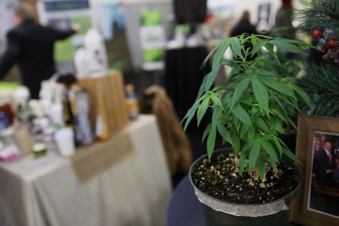 A hemp plant is pictured at the Pennsylvania Hemp Industry Council's exhibit during the annual Pennsylvania Farm Show at the Pennsylvania Farm Show Complex & Expo Center in Harrisburg, Pa., on Tuesday, Jan. 7, 2020. A hemp plant is pictured at the Pennsylvania Hemp Industry Council's exhibit during the annual Pennsylvania Farm Show at the Pennsylvania Farm Show Complex & Expo Center in Harrisburg, Pa., on Tuesday, Jan. 7, 2020.